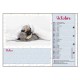 Calendriers 12 pages "Chat-Chien"