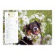 Calendriers 12 pages "Chat-Chien"