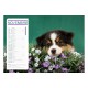 Calendriers 12 pages "Chat-Chien"